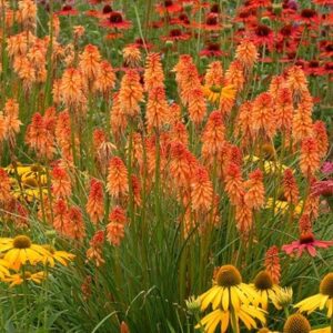 Kniphofia Ember Glow ('Tneg') (PBR) (Glow Series)
