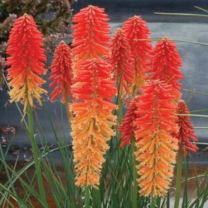 Kniphofia Poco Sunset (Poco Series)