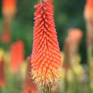 Kniphofia Royal Standard