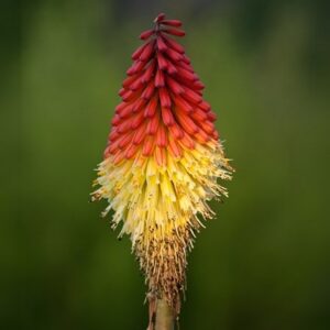 Kniphofia uvaria