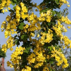 Laburnum anagyroides Yellow Rocket