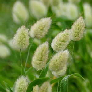 Lagurus ovatus