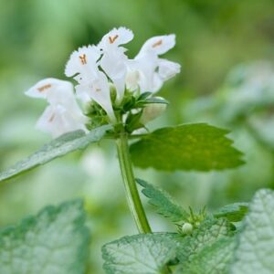 Lamium maculatum White Nancy