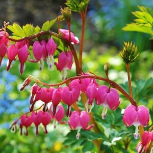 Lamprocapnos spectabilis