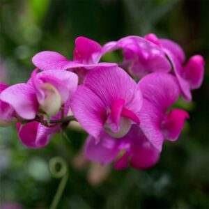 Lathyrus latifolius Red Pearl