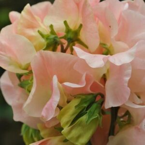 Lathyrus odoratus Bobby's Girl