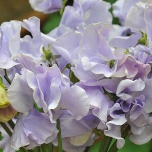 Lathyrus odoratus Charlie's Angel