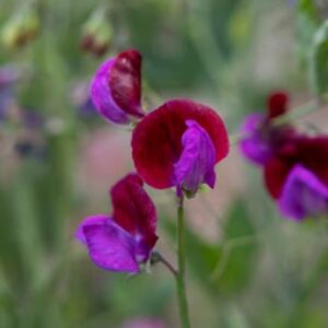 Lathyrus odoratus Cupani