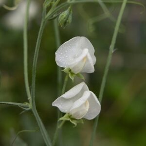 Lathyrus odoratus Dorothy Eckford