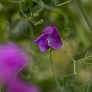 Lathyrus odoratus Eclipse
