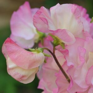 Lathyrus odoratus Frolic