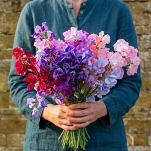 Lathyrus odoratus Giant collection