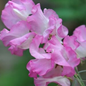 Lathyrus odoratus Gwendoline