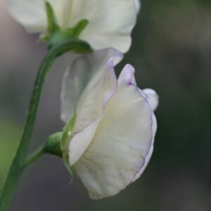 Lathyrus odoratus High Scent
