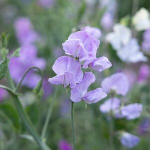 Lathyrus odoratus Karen Louise