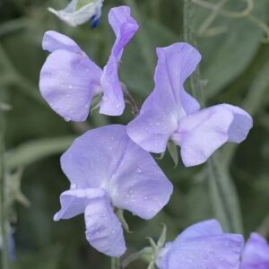 Lathyrus odoratus Leamington