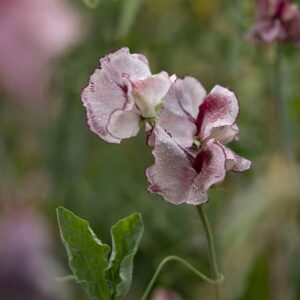Lathyrus odoratus Lisa Marie