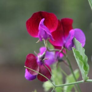 Lathyrus odoratus Matucana