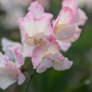 Lathyrus odoratus Mollie Rilstone