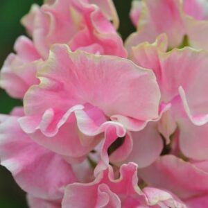 Lathyrus odoratus Mrs Bernard Jones
