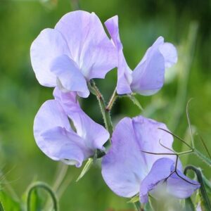 Lathyrus odoratus Noel Sutton