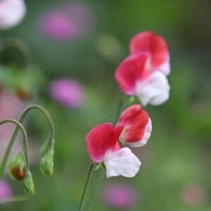 Lathyrus odoratus Painted Lady