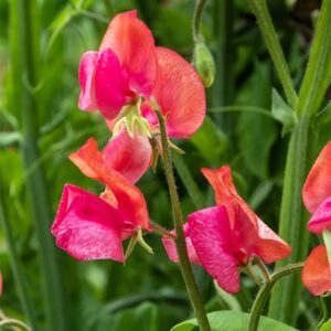Lathyrus odoratus Prince of Orange