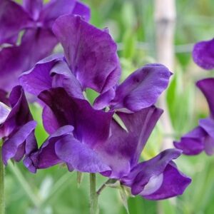 Lathyrus odoratus Top Hat