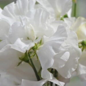 Lathyrus odoratus White Frills
