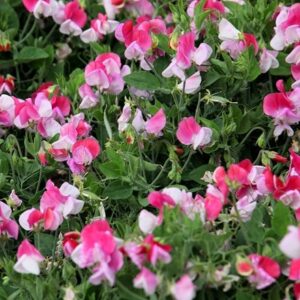 Lathyrus odoratus var. nanellus Pink Cupid