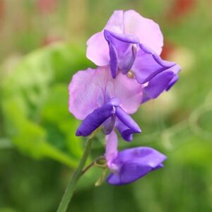 Lathyrus × hammettii Erewhon