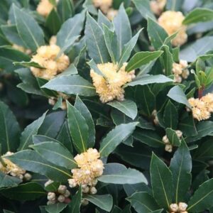 Laurus nobilis