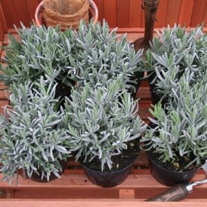 Lavandula angustifolia