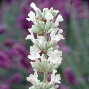Lavandula angustifolia Arctic Snow
