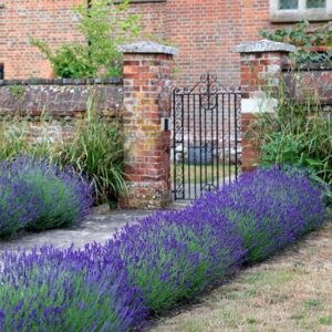 Lavandula angustifolia Hidcote