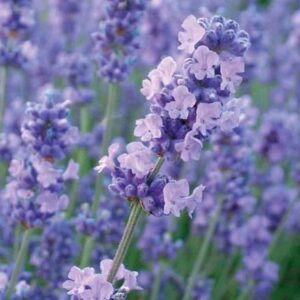 Lavandula angustifolia Melissa Lilac ('Dow4') (PBR)