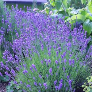 Lavandula angustifolia Munstead