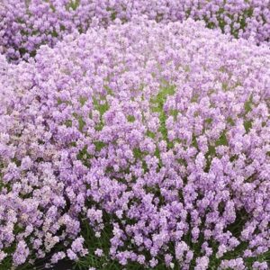 Lavandula angustifolia Rosea