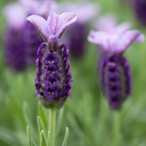 Lavandula stoechas subsp. stoechas Lilac Wings ('Prolil') (PBR)
