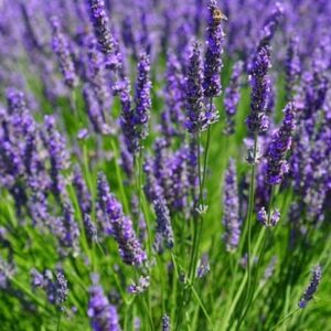 Lavandula × intermedia Dutch Group
