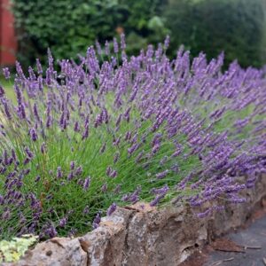 Lavandula × intermedia Grosso
