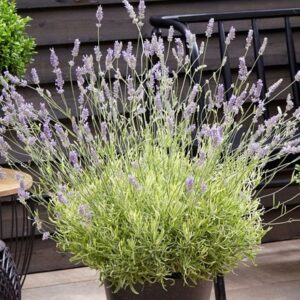 Lavandula × intermedia Platinum Blonde ('Momparle') (PBR)