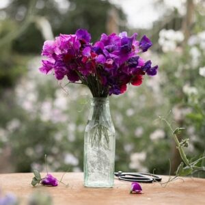 Lavish and lush sweet pea collection