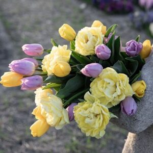 Lemon and lilac tulip collection