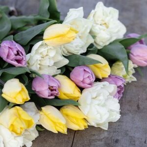 Lemon sherbet tulip collection