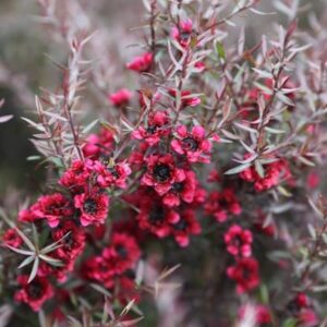 Leptospermum scoparium Red Damask