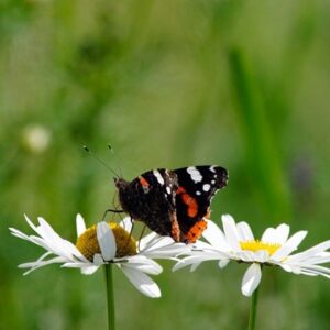 Leucanthemum vulgare