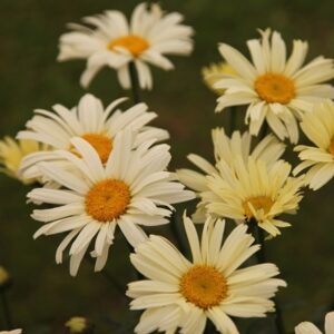 Leucanthemum × superbum Banana Cream
