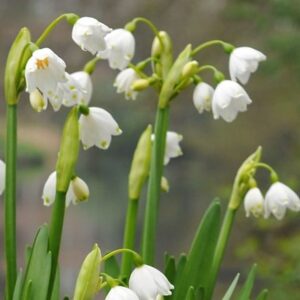 Leucojum aestivum Gravetye Giant