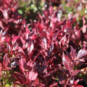 Leucothoe Scarletta ('Zeblid')